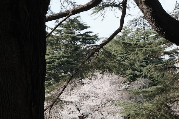 新宿御苑大木戸門 2031 春